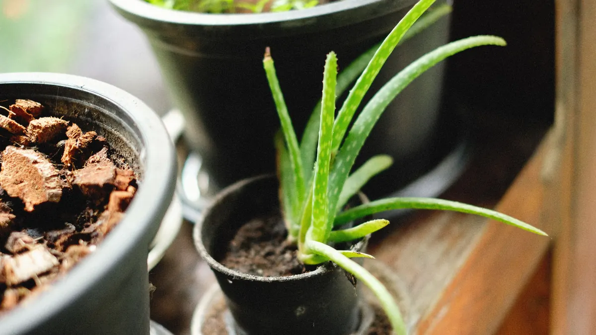 Potted aloe vera plant with thick green leaves on a wooden table in natural light