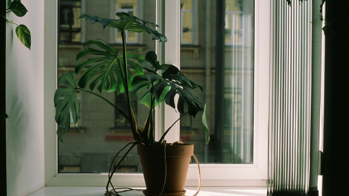 Collection of easy houseplants on a bright windowsill