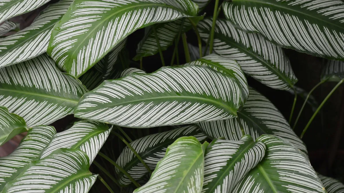 Close-up of Calathea leaves with green and white striped patterns