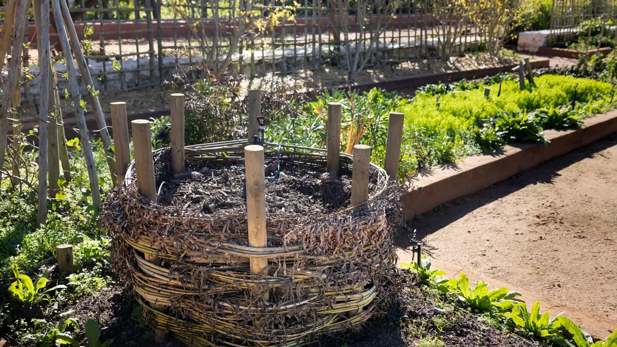 Woven compost bin standing in a garden bed with plants growing around it