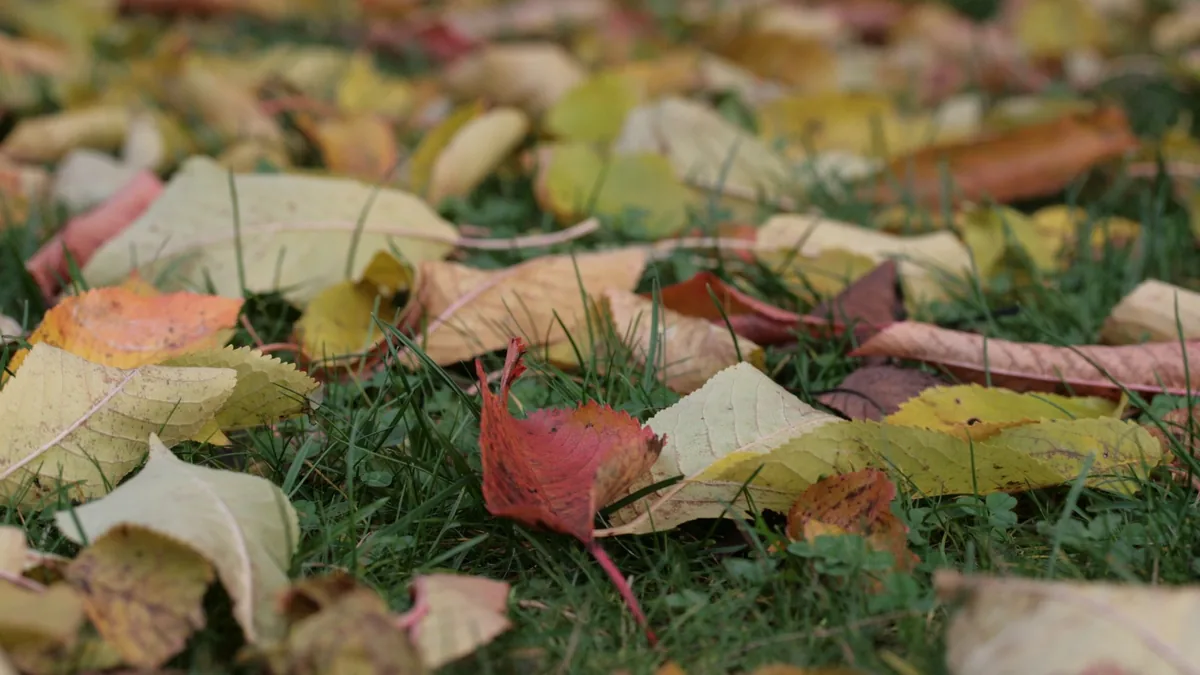 Fallen autumn leaves scattered over the grass and soil of a garden bed before fall cleanup