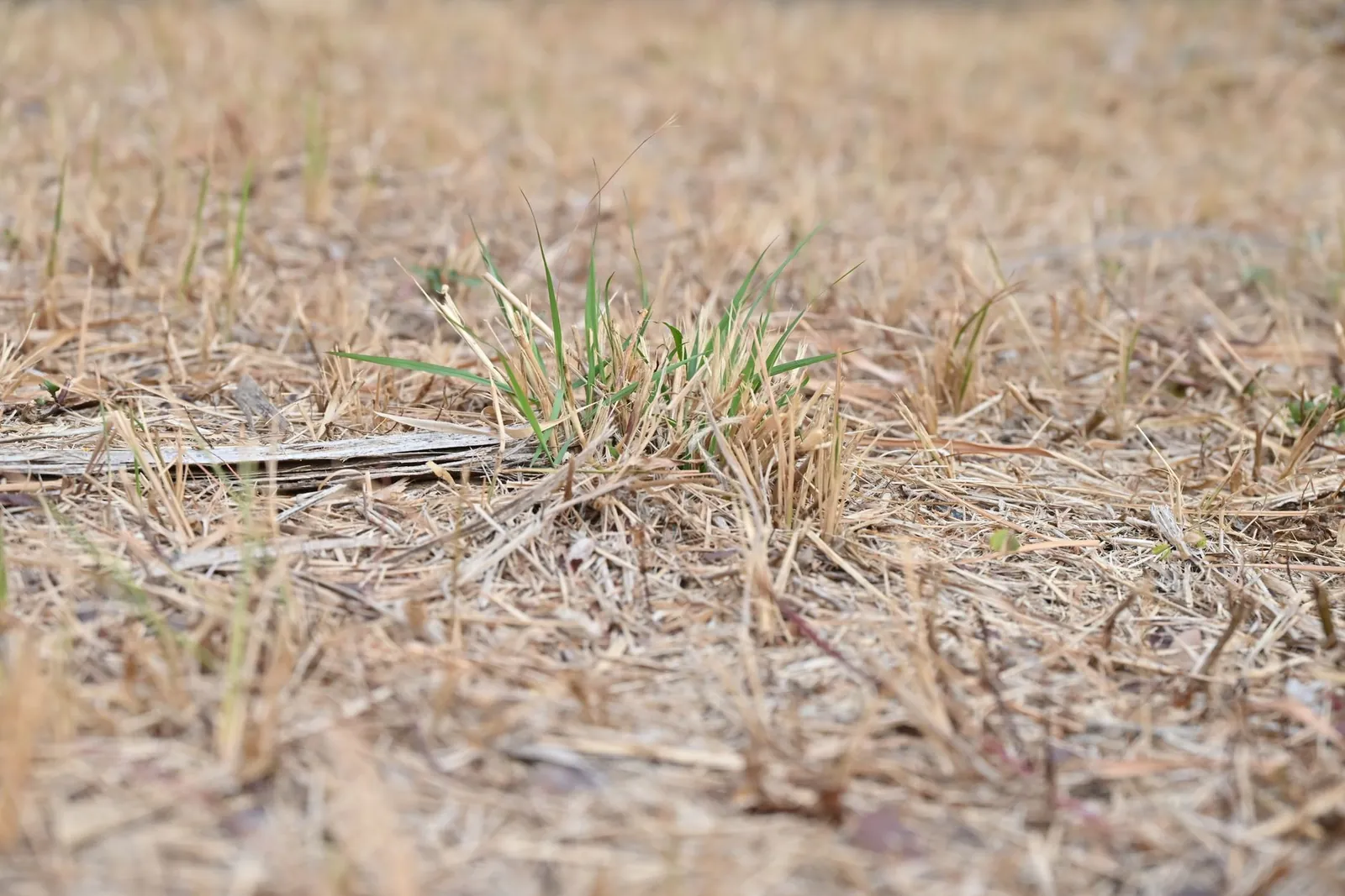 Close-up of thin patchy grass with bare soil and a few young sprouts pushing through