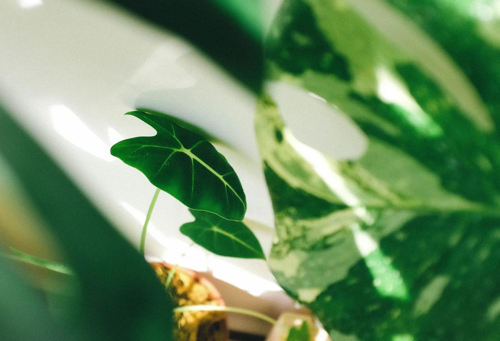 Close-up of lush green houseplant leaves in soft natural light