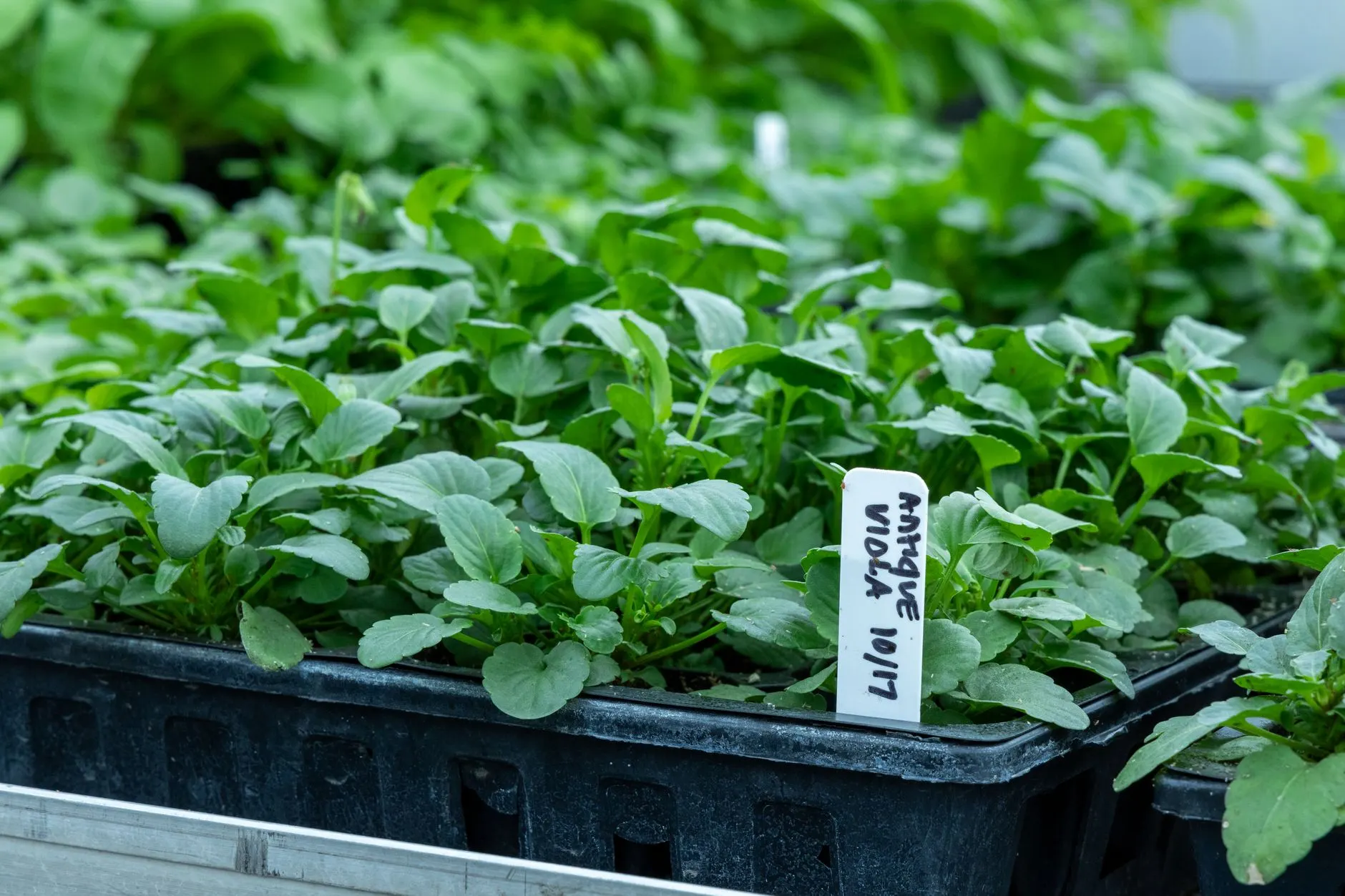 Green plant seedlings growing in a nursery tray before being potted on