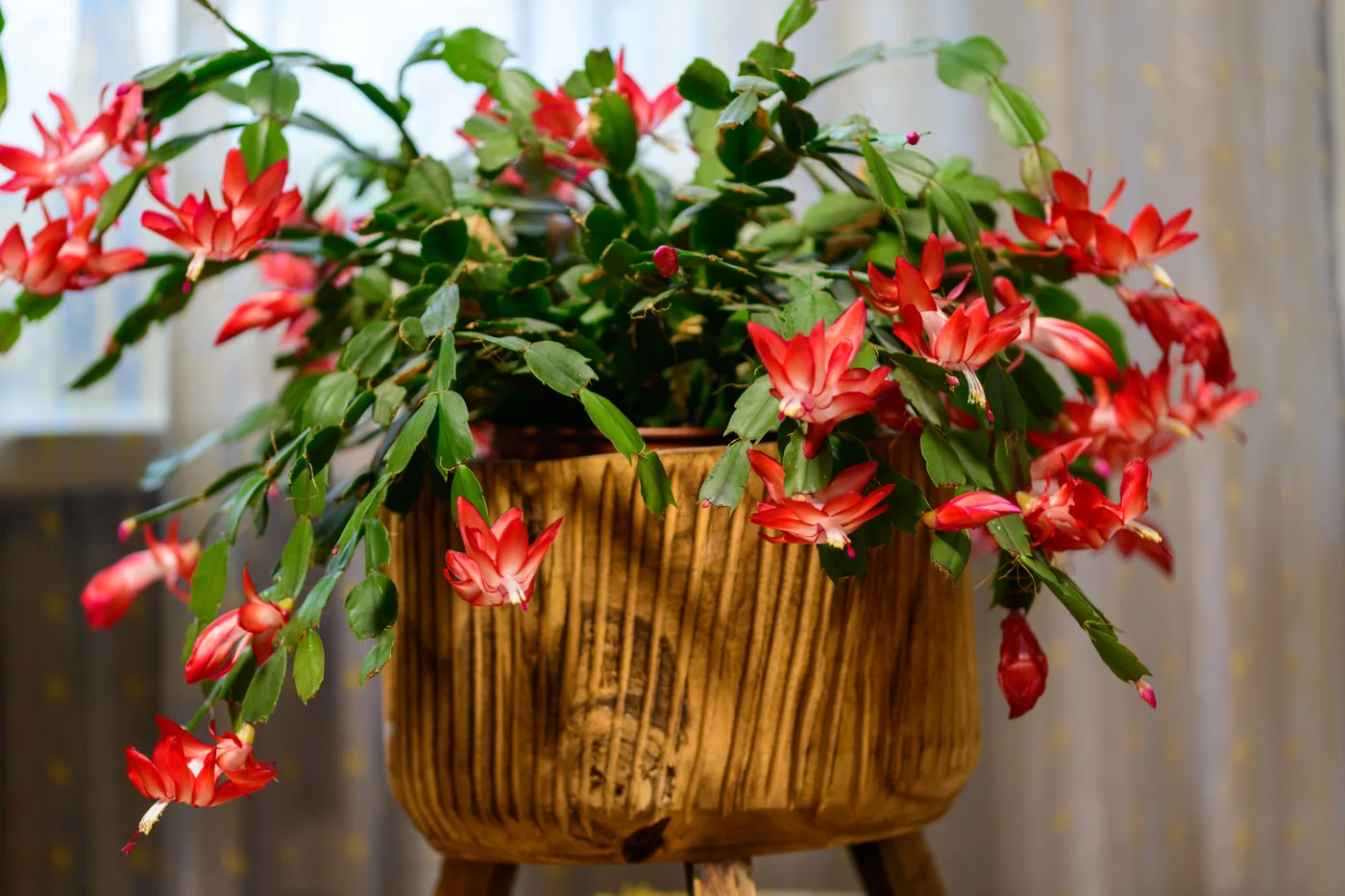 Red Christmas cactus blooms cascading from a wooden pot indoors