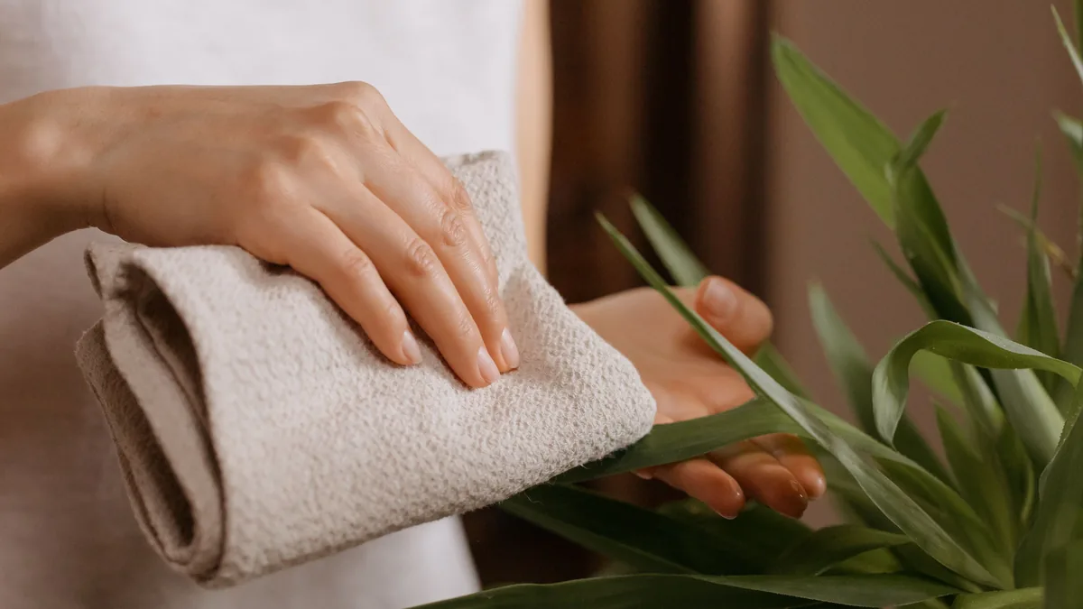 Hand wiping the green leaves of an indoor houseplant with a soft cloth to remove dust