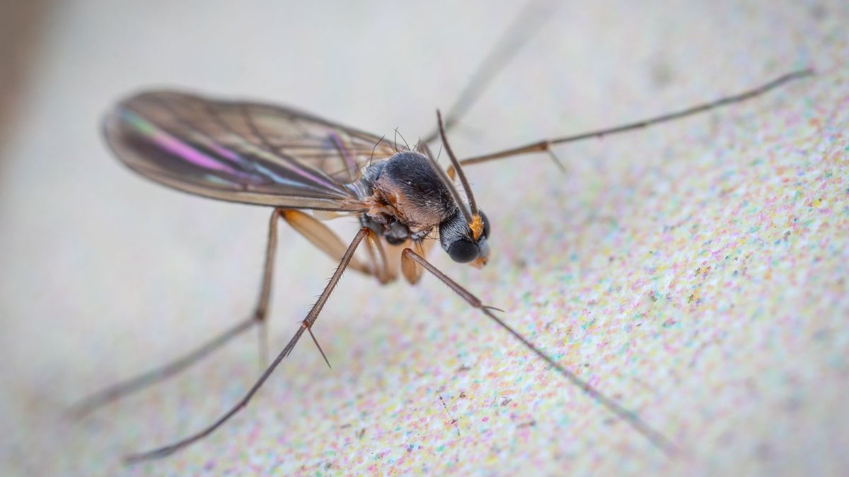 Macro photo of a small dark fly with long legs and translucent wings on a white surface
