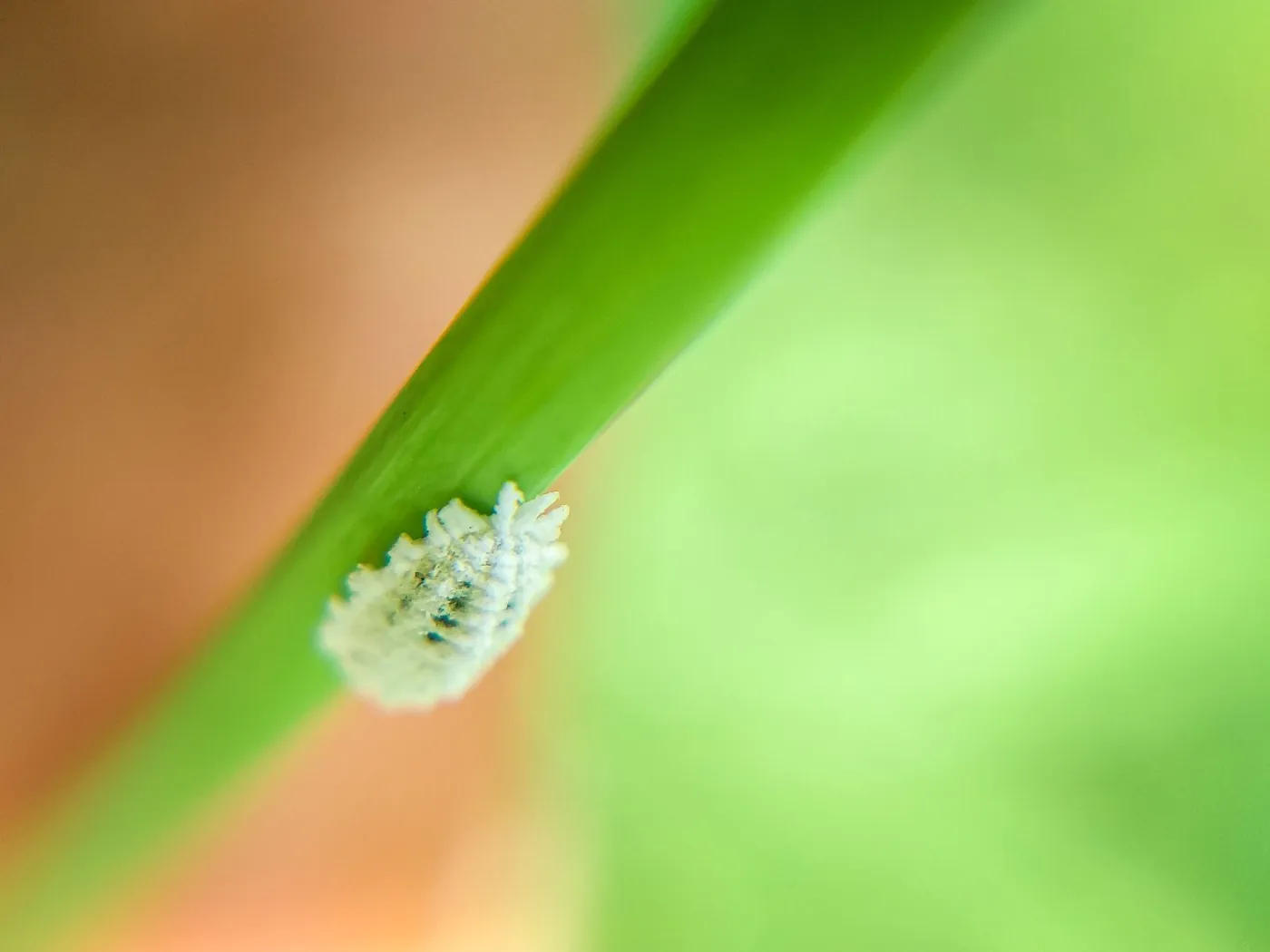 Mealybug covered in white wax resting on a green houseplant leaf