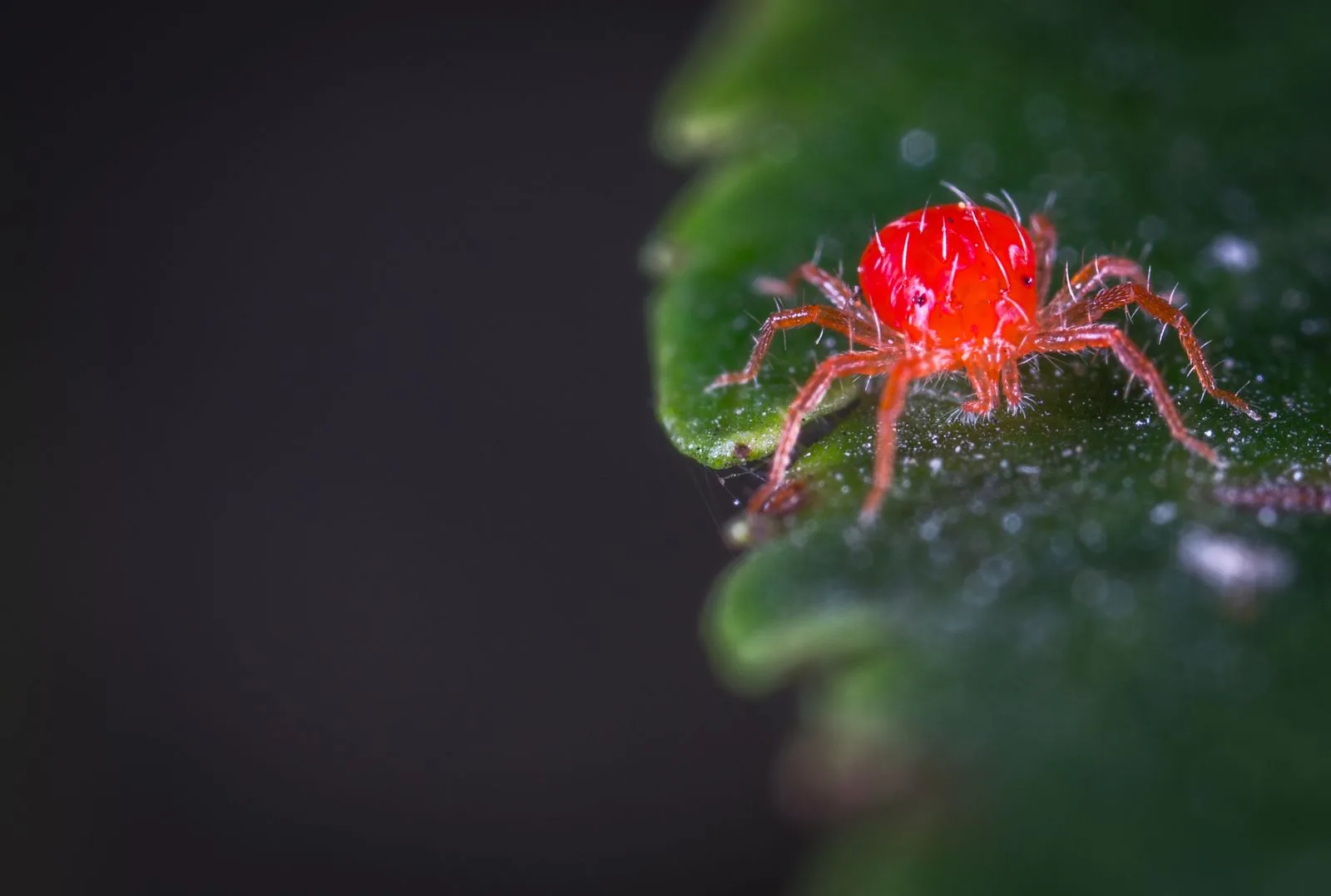 Close-up of a red spider mite crawling on a green leaf