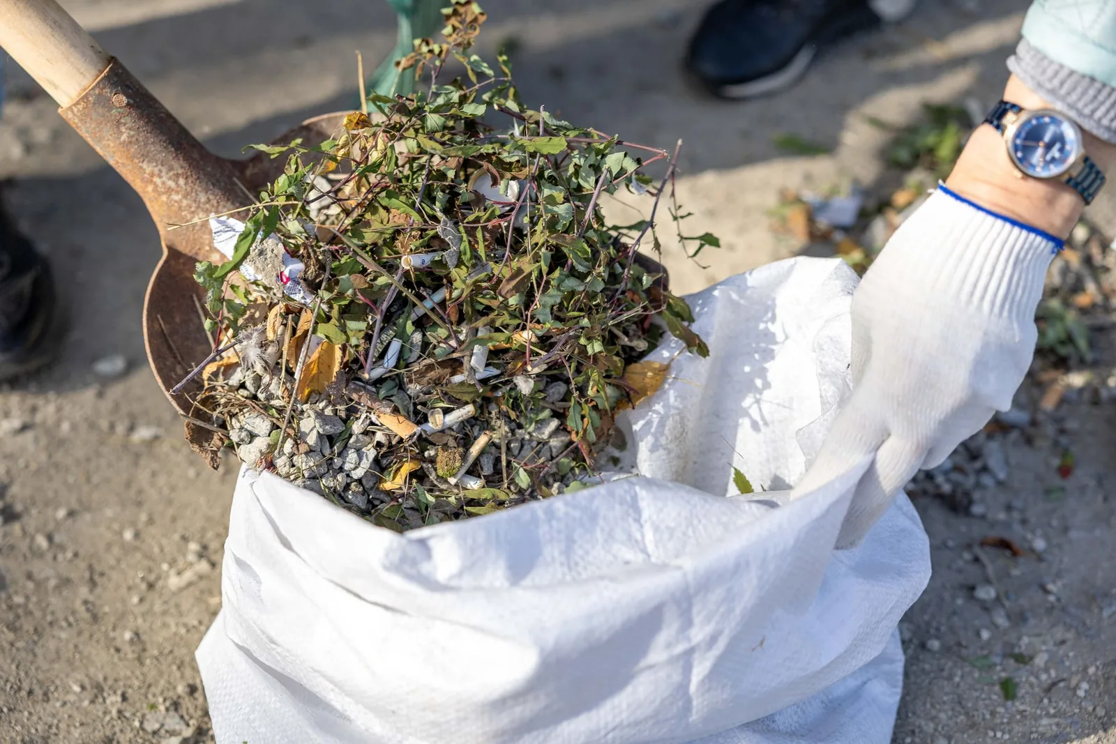 Gardener clearing pulled weeds from a flower bed into a garden waste bag outdoors