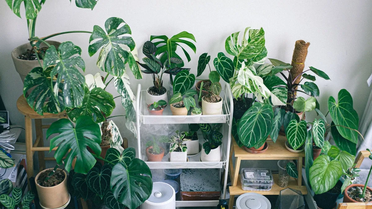 Grouped potted houseplants in an indoor garden setting with a humidifier and natural light