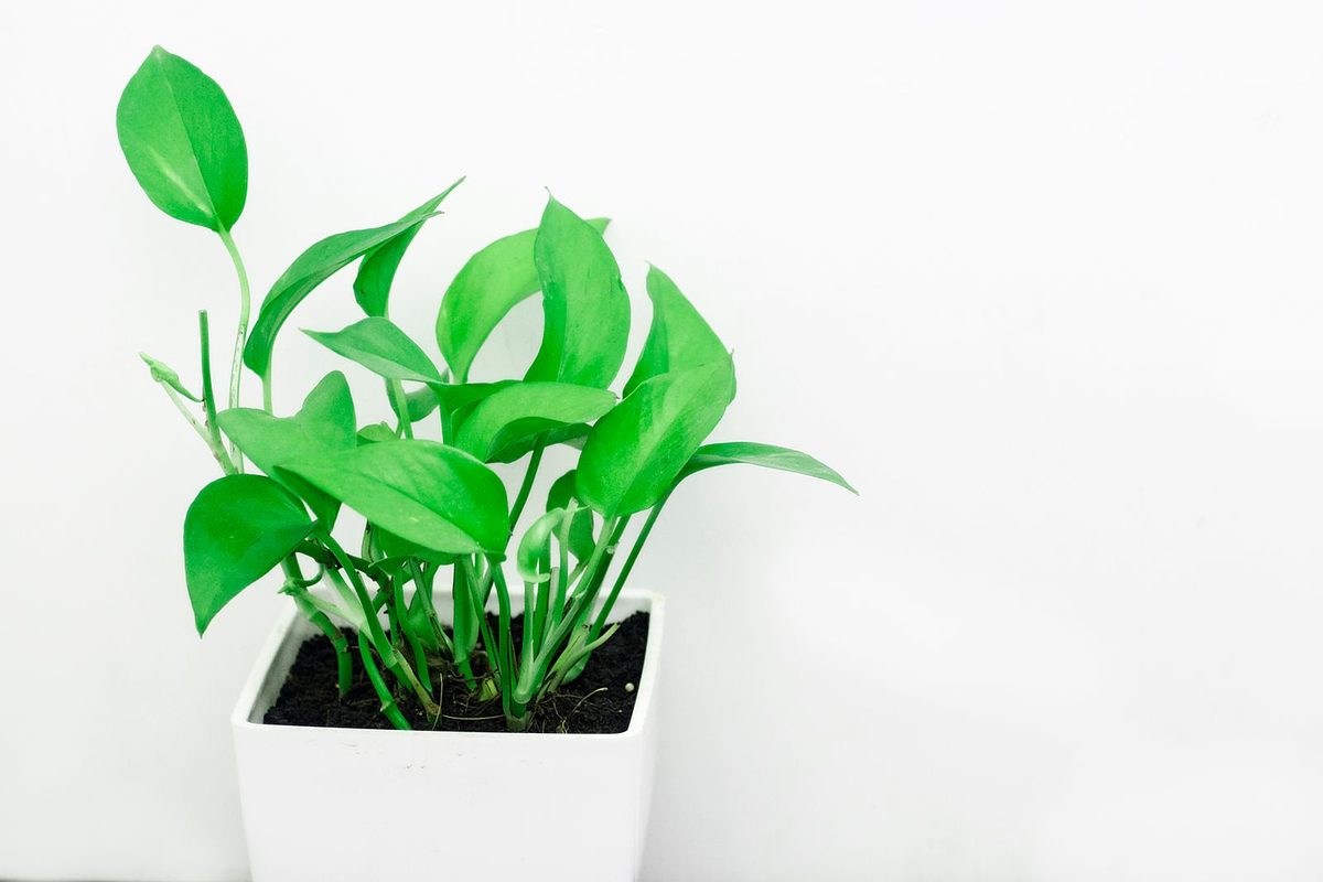 Bright green golden pothos plant in a white pot with long cascading vines
