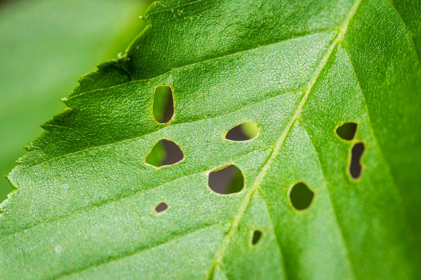 Macro view of a green houseplant leaf with insect damage and mottled texture