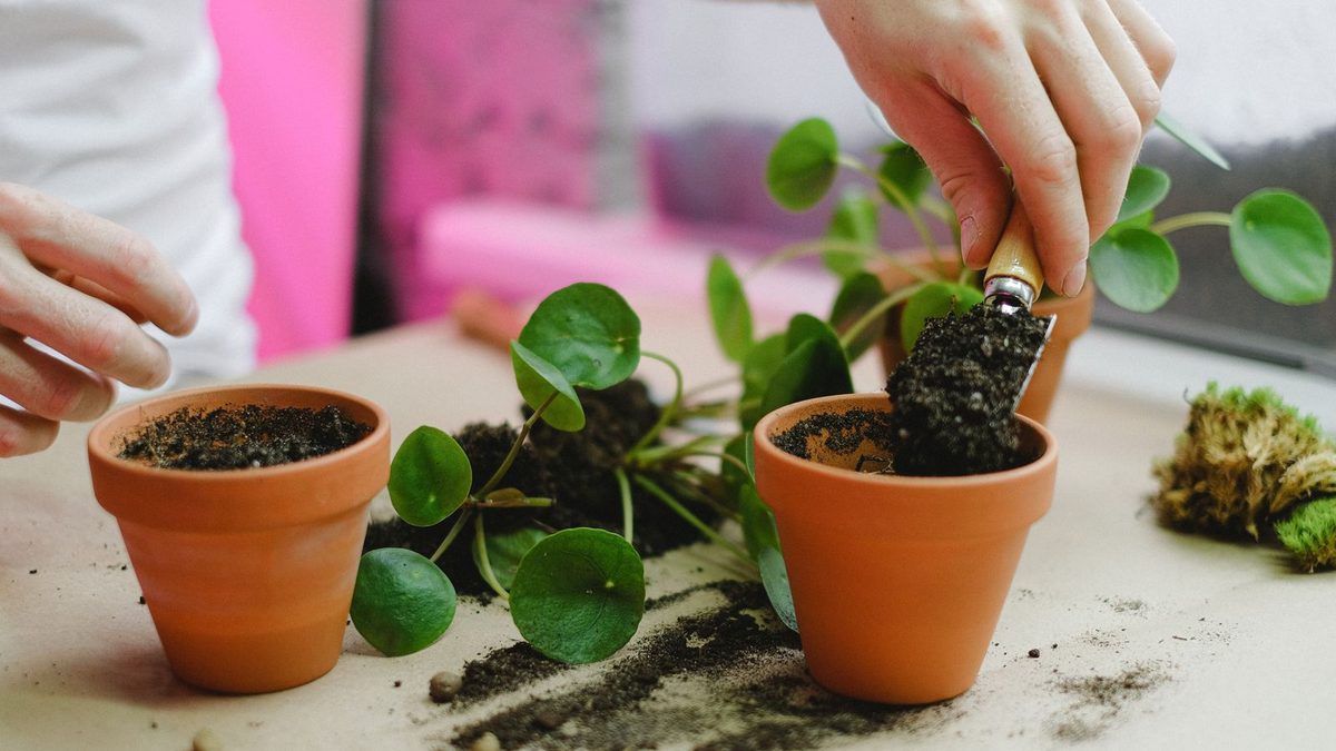 Hands repotting a Pilea houseplant into a terracotta pot filled with fresh potting soil
