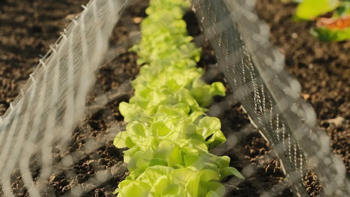 Fresh green vegetables growing in an outdoor garden bed protected by a fence