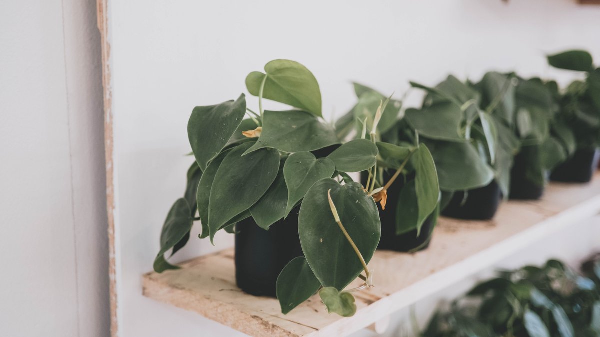 Heartleaf philodendron with glossy green leaves on a wooden shelf in a bright room