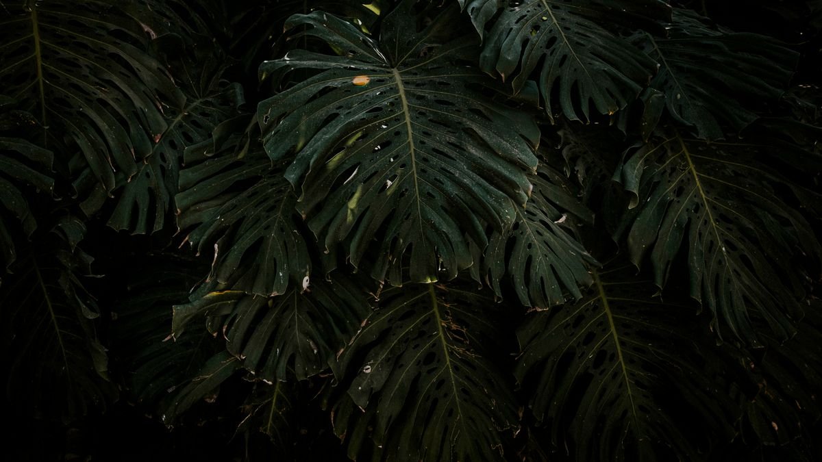Monstera deliciosa with large split leaves in a bright room