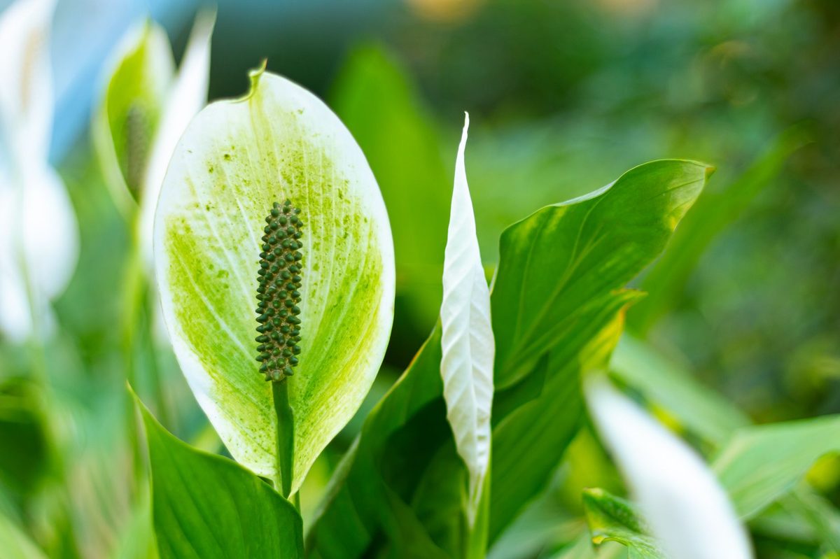 Peace lily with dark green leaves and a white spathe in a ceramic pot