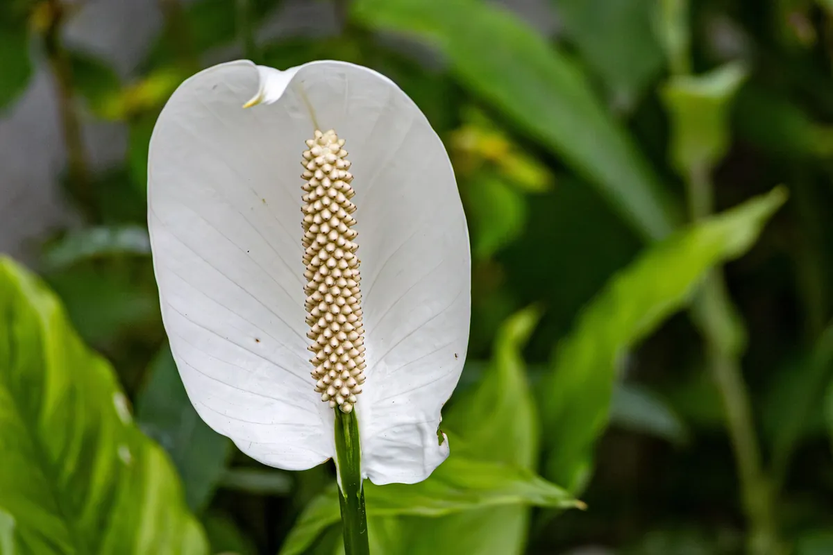 Peace lily with an open white spathe and glossy green leaves in a bright room