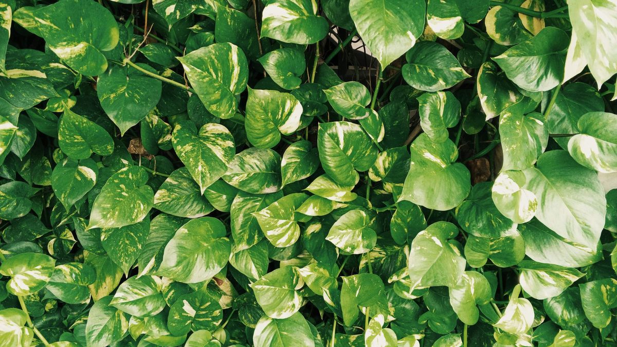 Golden pothos with healthy green leaves cascading over a pot
