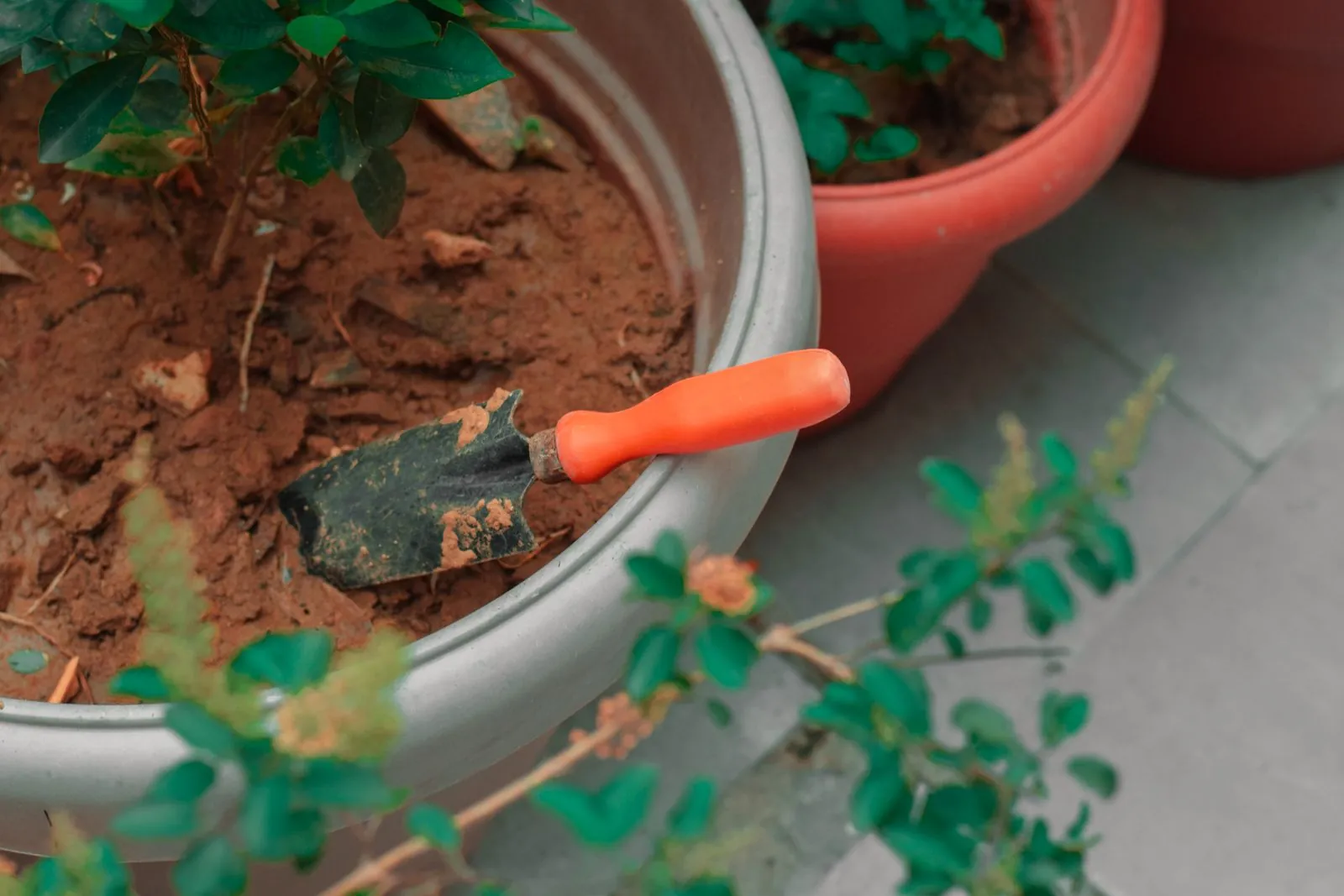 Top view of a pot filled with dark potting soil beside a small green plant and a garden trowel
