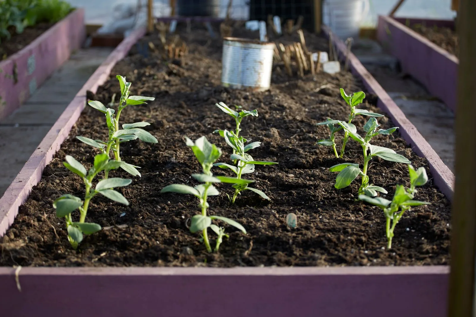 Close-up of young vegetable plants growing in a raised garden bed with dark crumbly soil