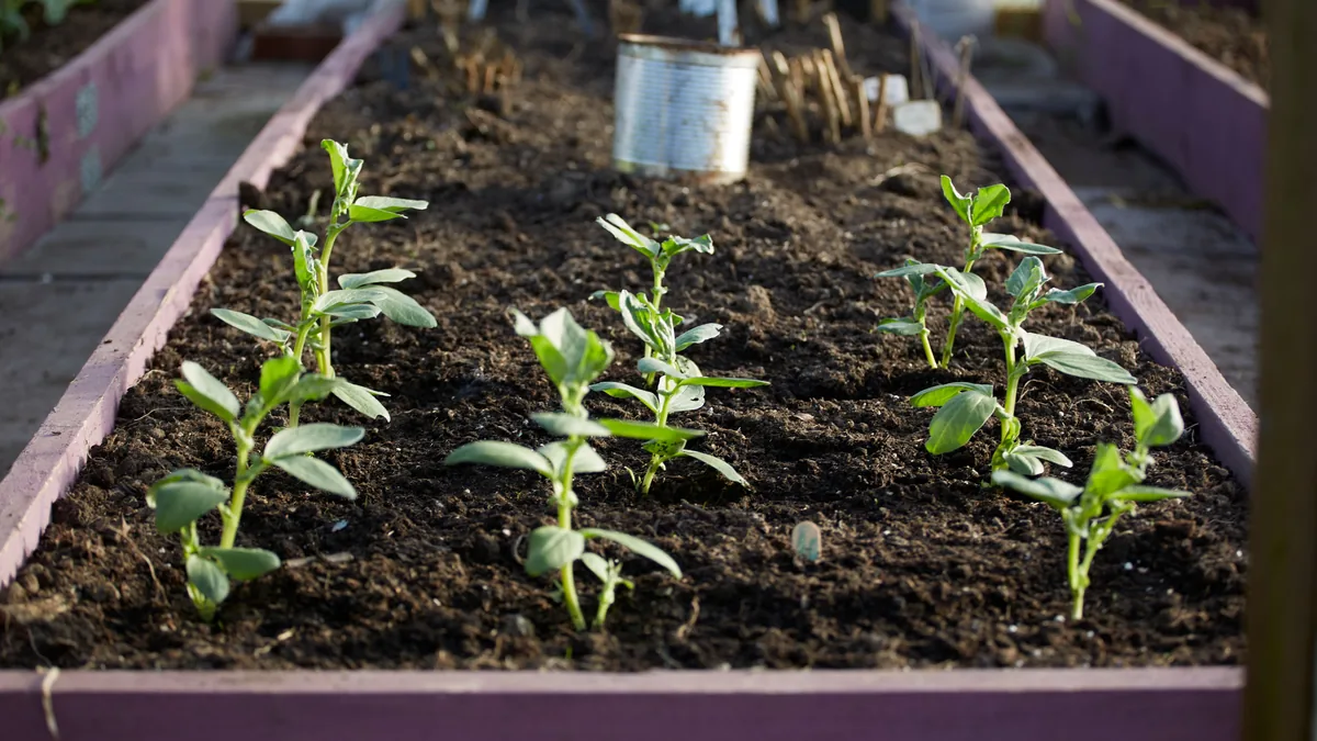 Close-up of young green plants growing in a raised wooden garden bed filled with dark soil outdoors