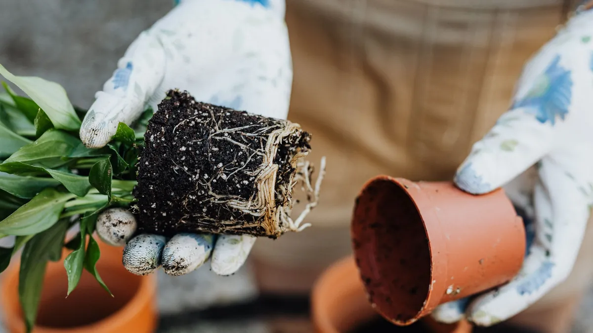 Close-up of a gardener transplanting a houseplant with exposed roots into a clay pot