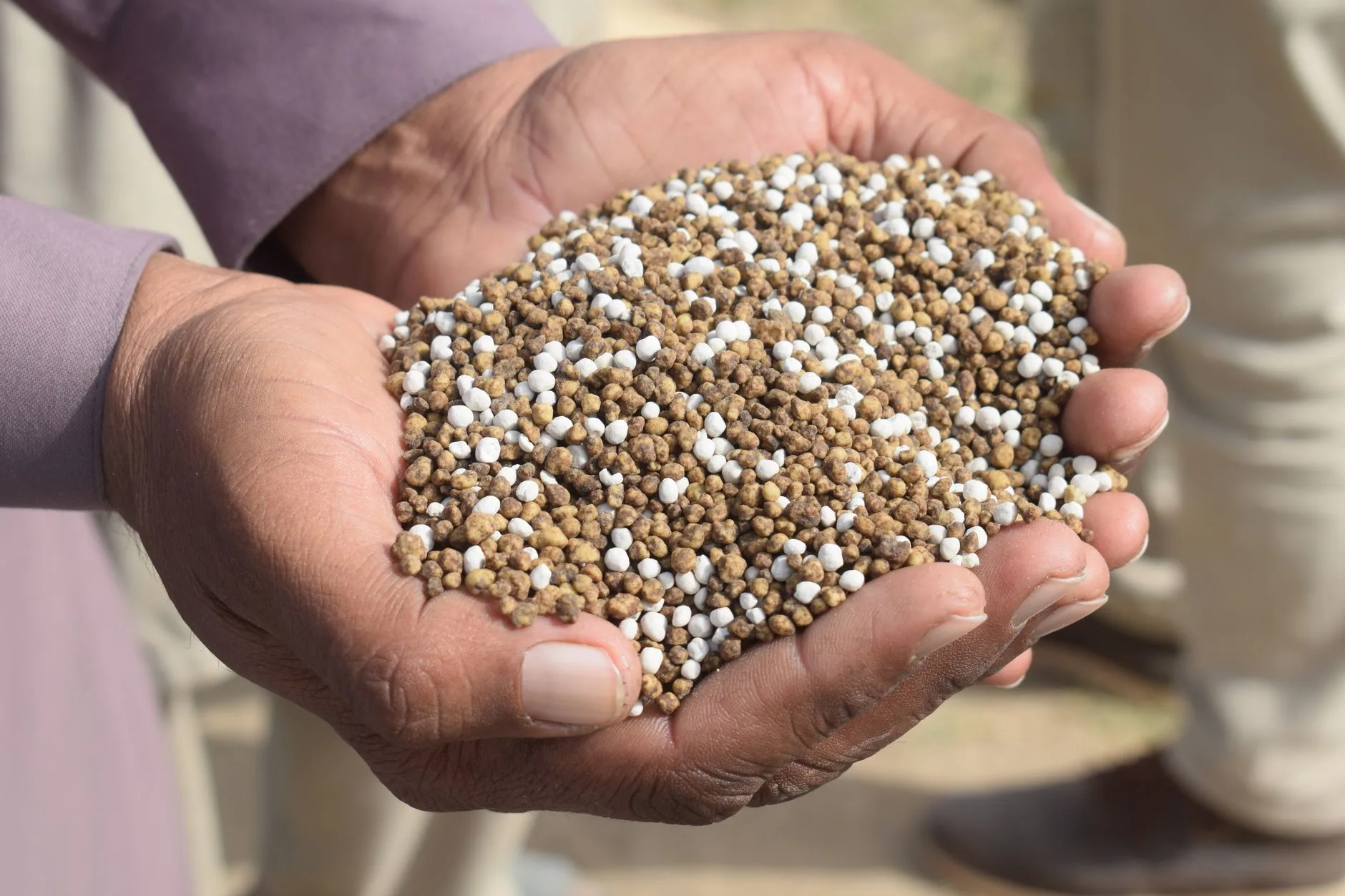 Close-up of hands holding granular fertilizer above a potted plant