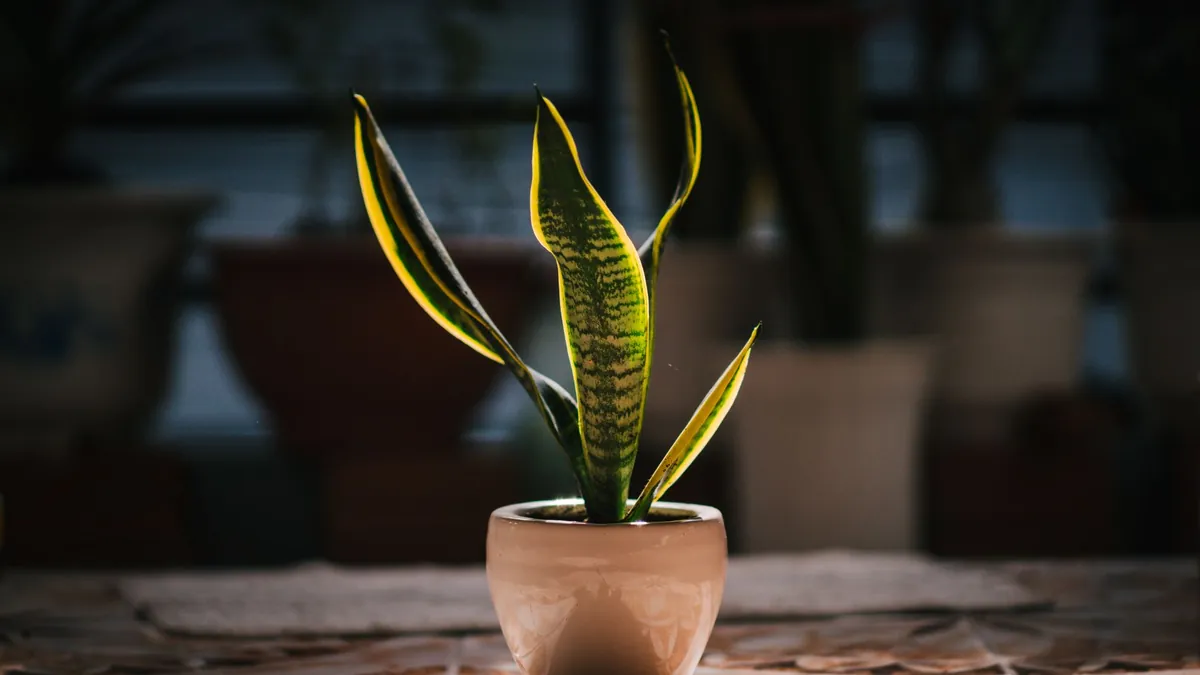 Upright snake plant with tall banded leaves growing in a ceramic pot indoors