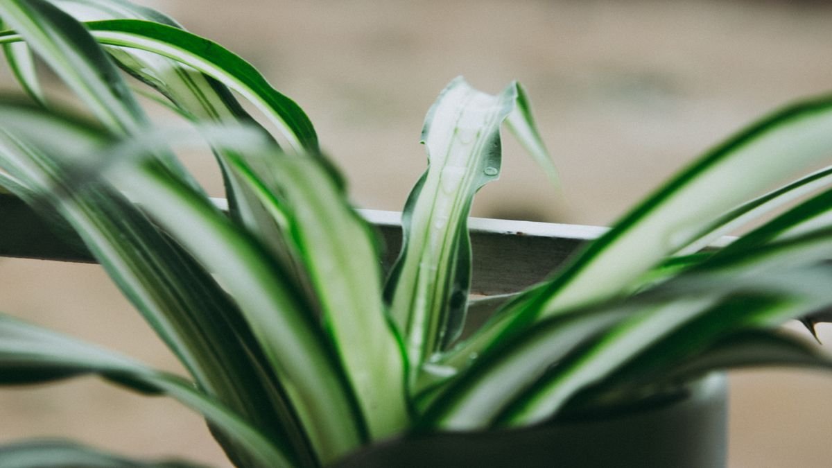Lush spider plant with variegated leaves in a white pot on a shelf