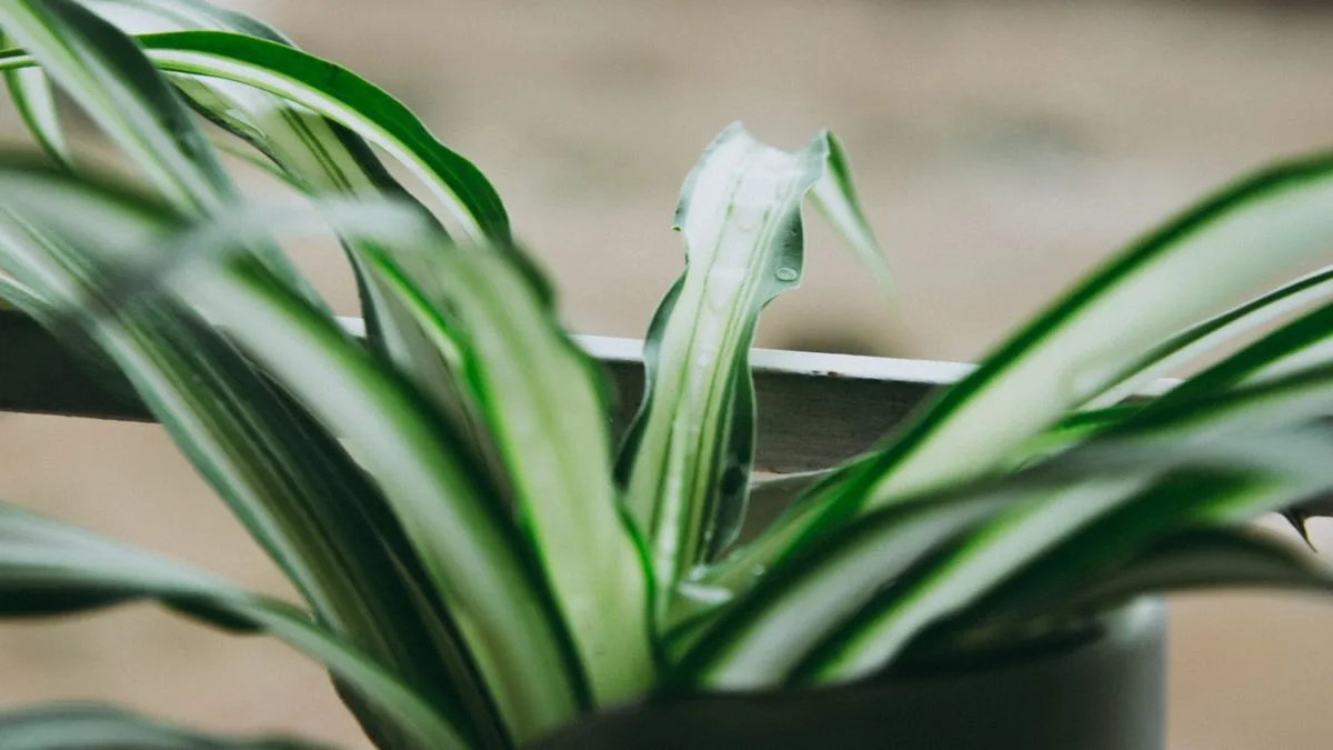 Plant Care