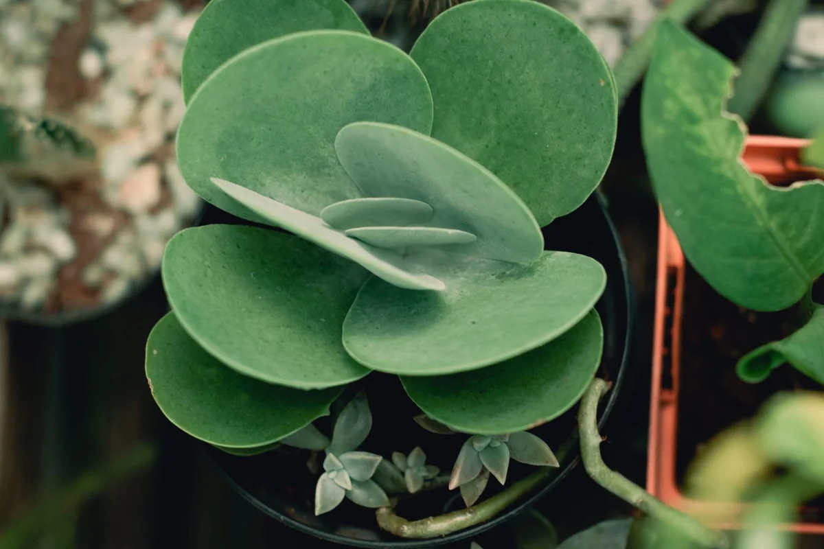 Green succulent in a terracotta pot with a few loose leaves resting on the soil