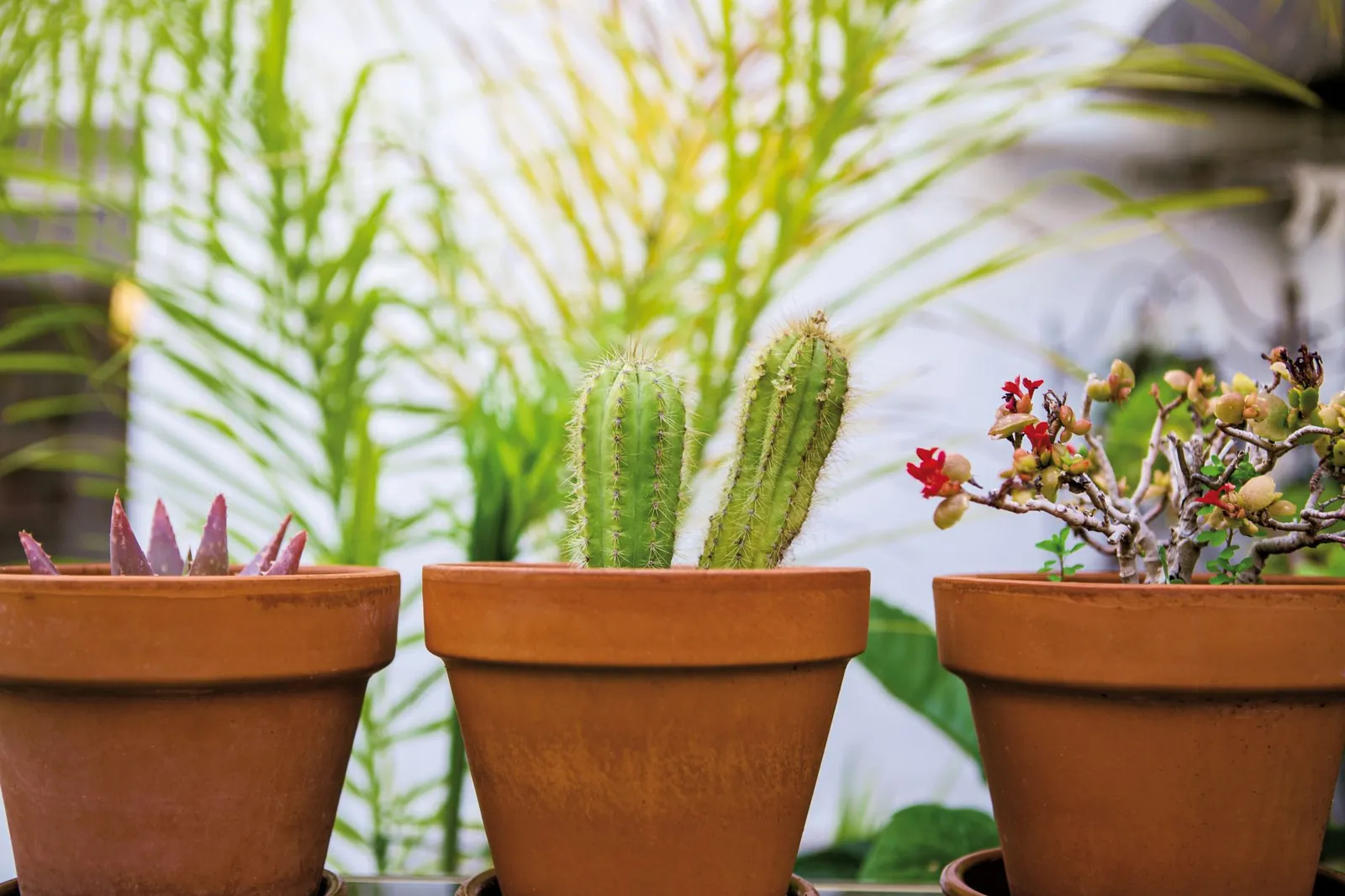 Terra cotta pot beside a plastic pot holding green houseplants on a wooden table
