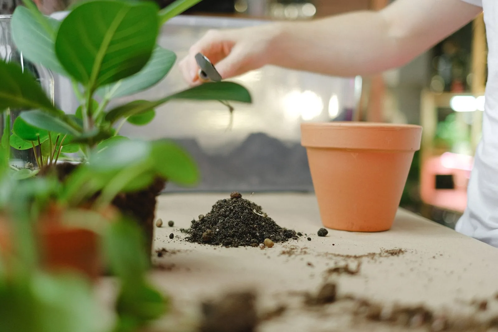 Close-up of dark potting soil in a clay pot with a small green plant