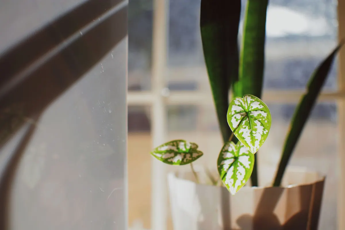 Small green houseplant in a white pot growing on a windowsill next to a bright window