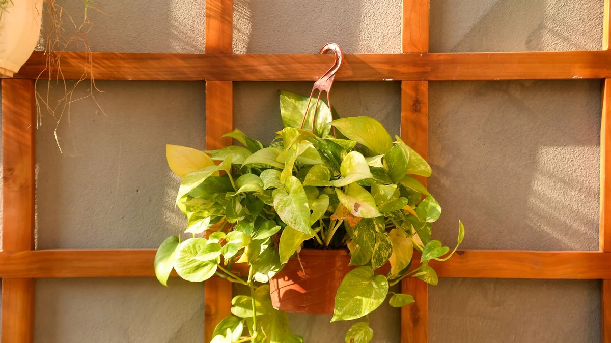 Golden pothos vine trailing from a hanging pot in bright indoor light
