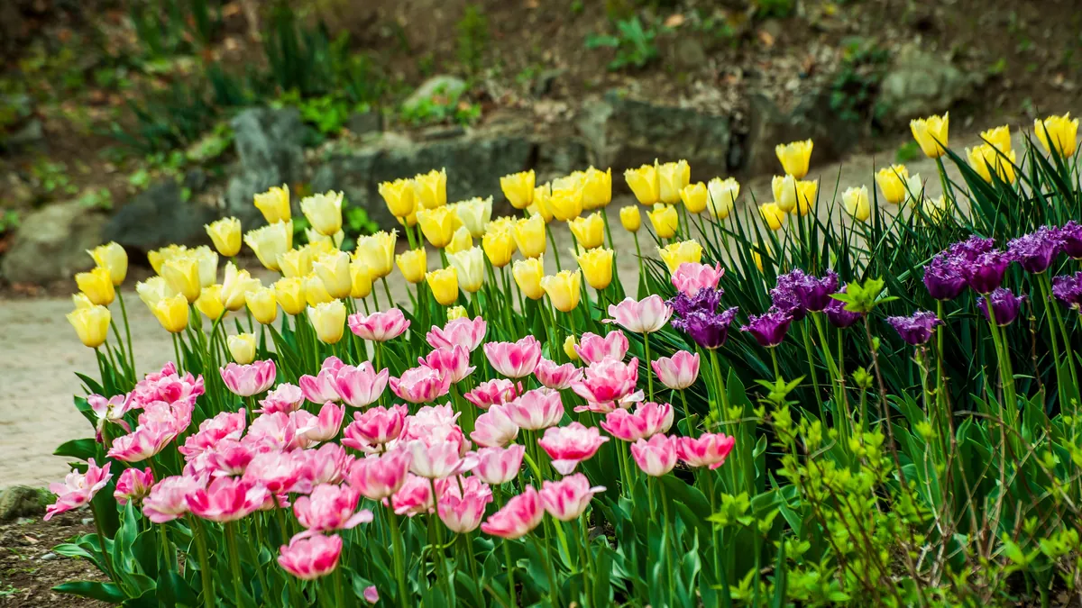 A garden bed of yellow, pink, and purple tulips in full spring bloom